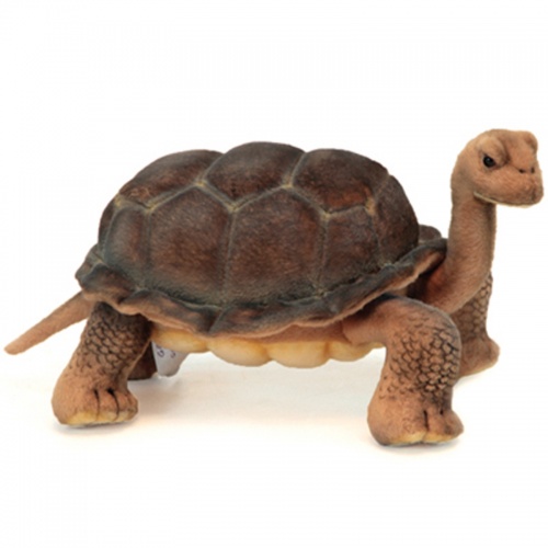 Galapagos Turtle 30cm Realistic Soft Toy by Hansa